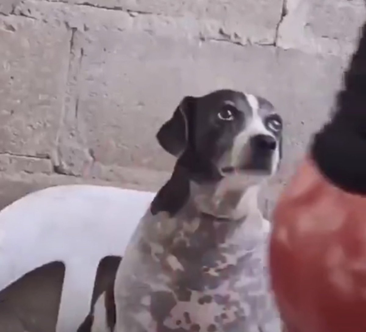 just a gayboy tweet media