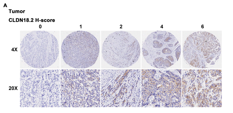 Intestinal Cell News tweet media