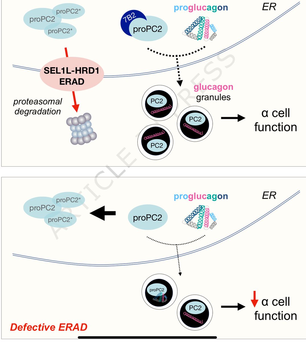 Daniel J Drucker tweet media