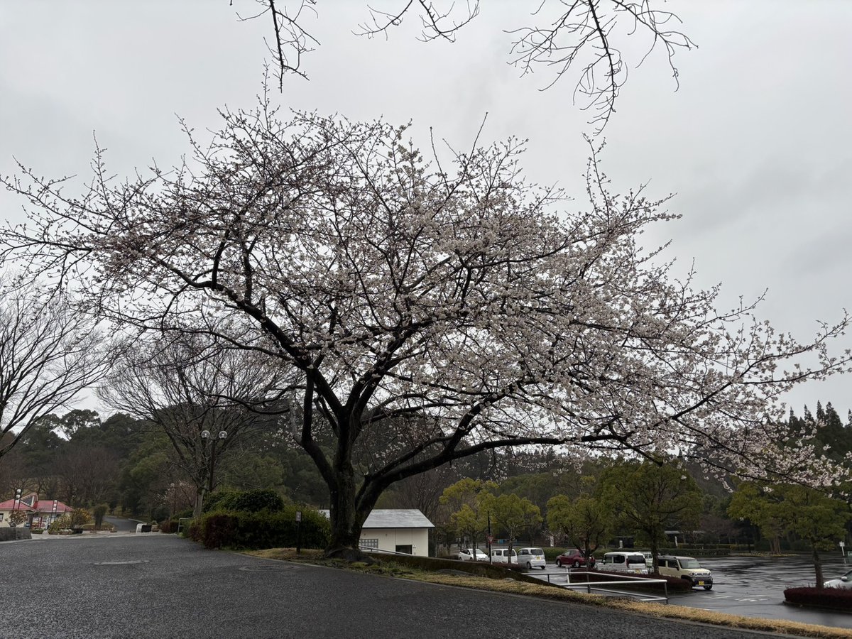 kenmori_park's tweet photo. アクアジム前の暖流桜が咲いています🌸

#かごしま健康の森公園
#健森
#鹿児島市
#公園
#暖流桜
#桜 https://t.co/RY7BVDTq3L