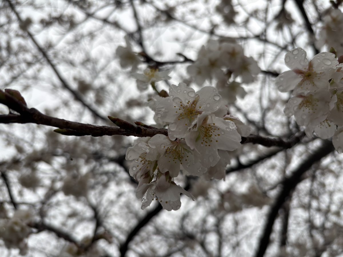 kenmori_park's tweet photo. アクアジム前の暖流桜が咲いています🌸

#かごしま健康の森公園
#健森
#鹿児島市
#公園
#暖流桜
#桜 https://t.co/RY7BVDTq3L