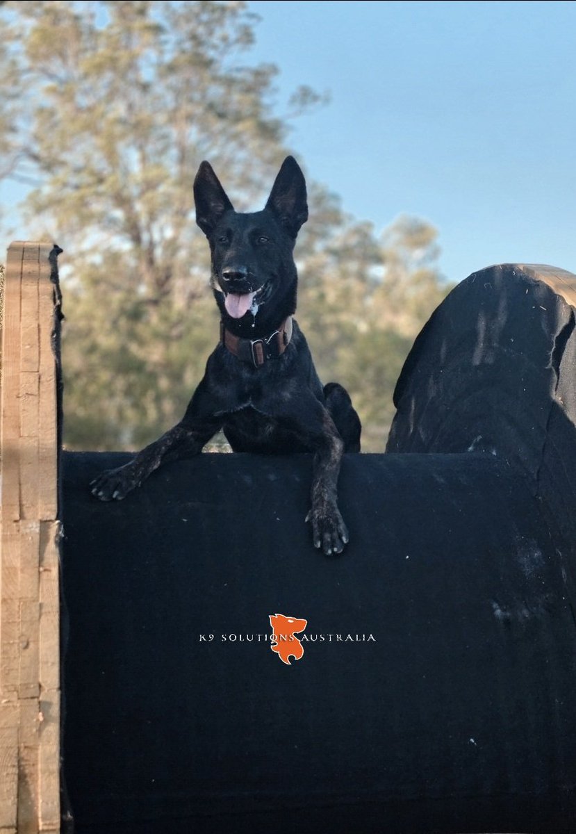 AustralK9's tweet photo. Virtus House Kennel ECHO Litter's ELIK.....aka, K9SA ROCKY!
#dutchshepherd #malinois #devdogs #MWD #PD #K9SolutionsAustralia🇦🇺 https://t.co/PHNq5782j5