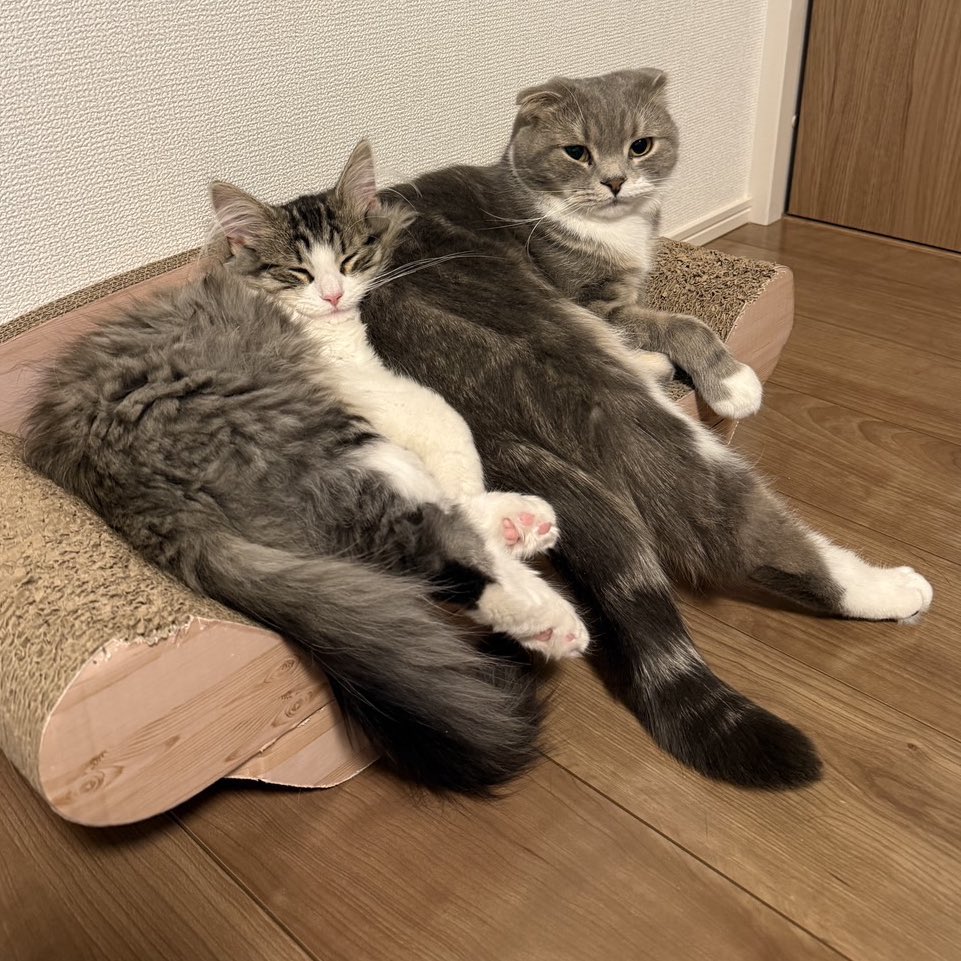 ねこぞー tweet media