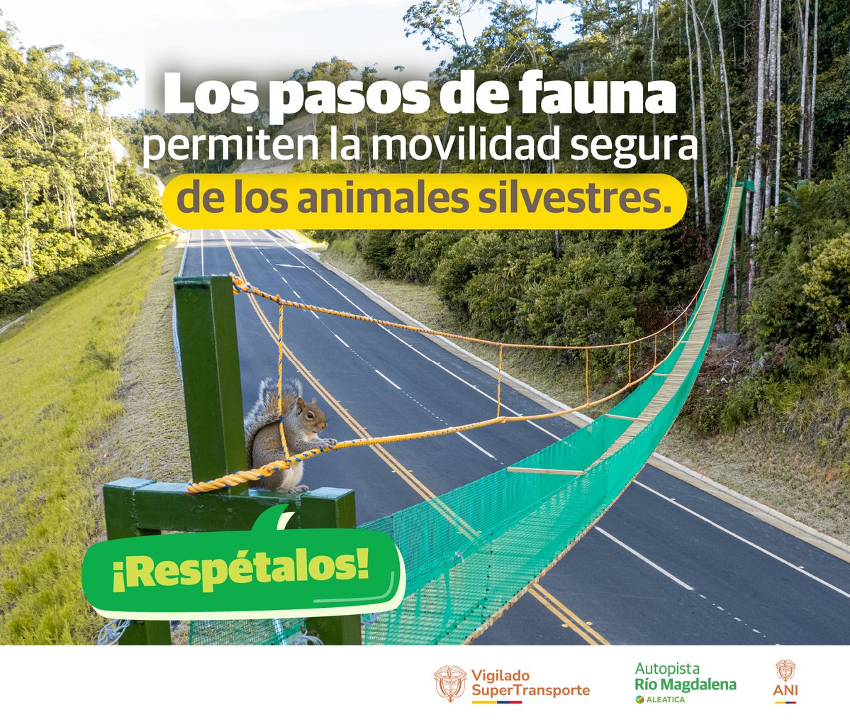 Estas estructuras reducen el riesgo de atropellamiento y conectan ecosistemas.
Infraestructura pensada para proteger la vida. 🦝

#Biodiversidad #ARMConLaVida