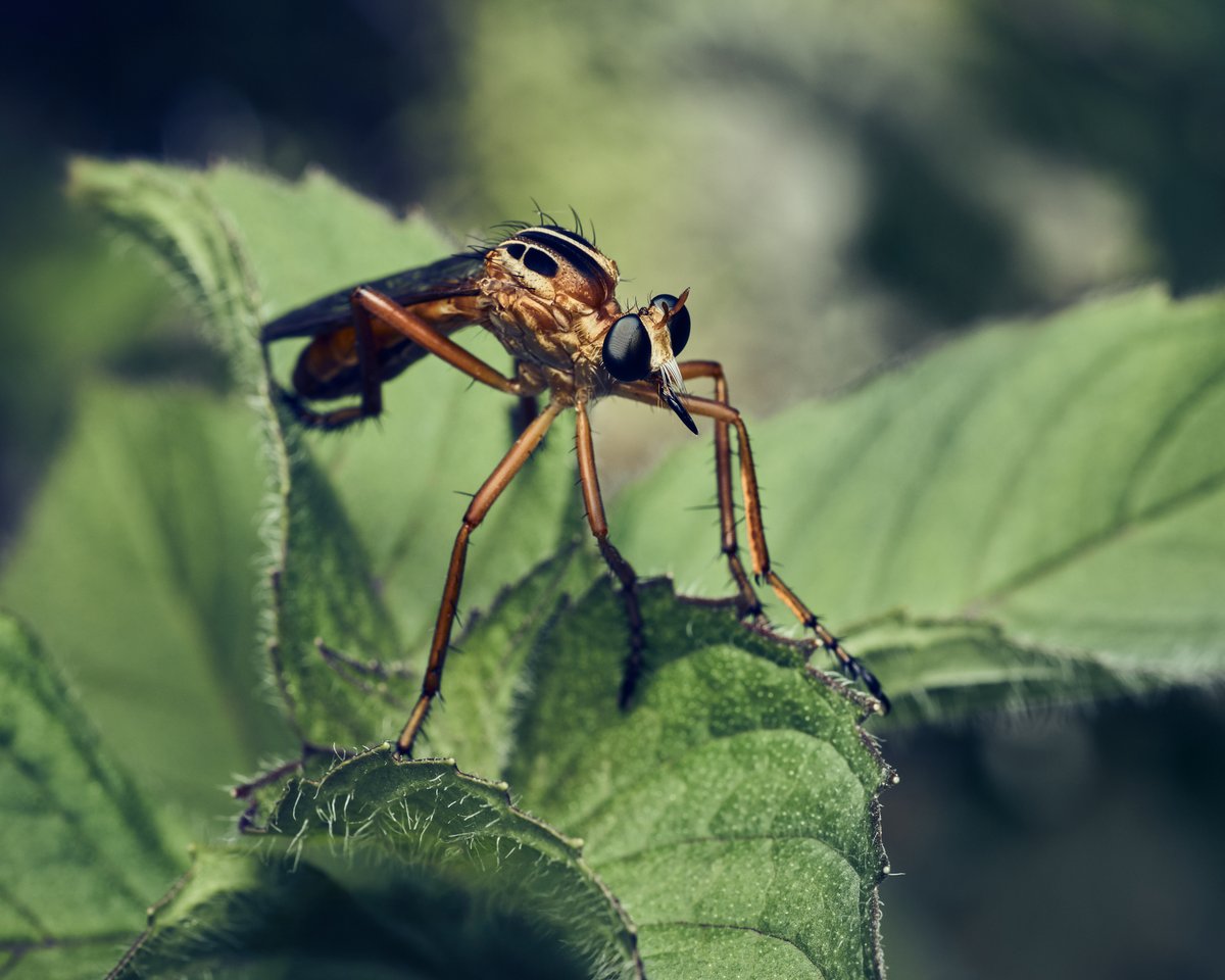 lowbassphotog's tweet image. Waiting for some bees to skewer.
#robberfly #asilidae #photography #wildlifephotography #animalphotography #macro #macrophotography #closeupphotography #insect #insectphotography #entomology #outdoorphotography #apppicoftheweek #canonfavpic #captureone