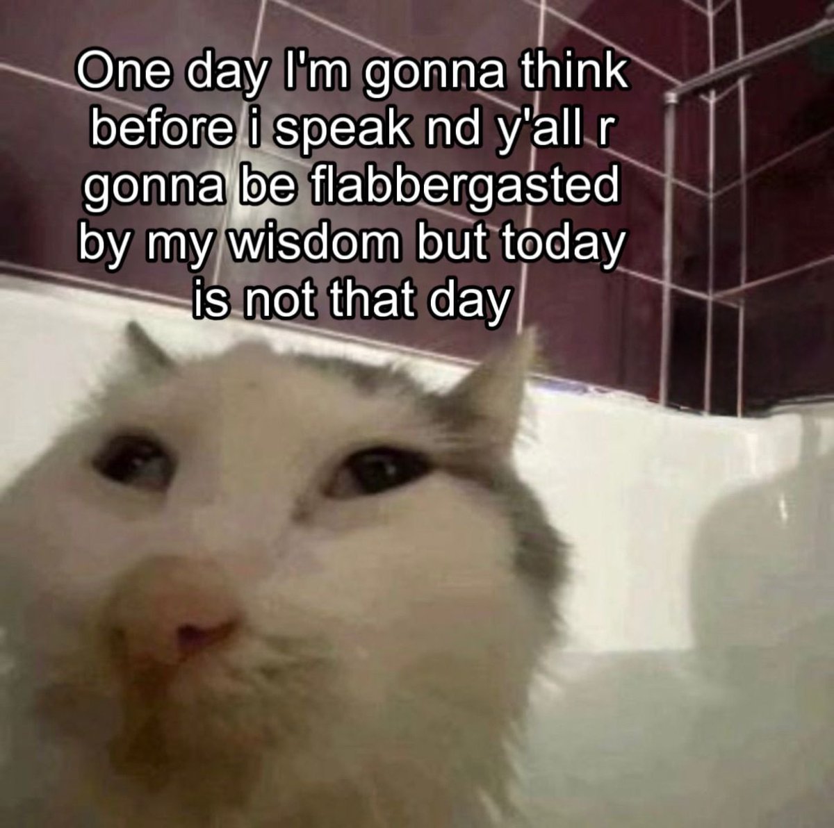 Cool Cat Society (@coolcatsociety) on Twitter photo 