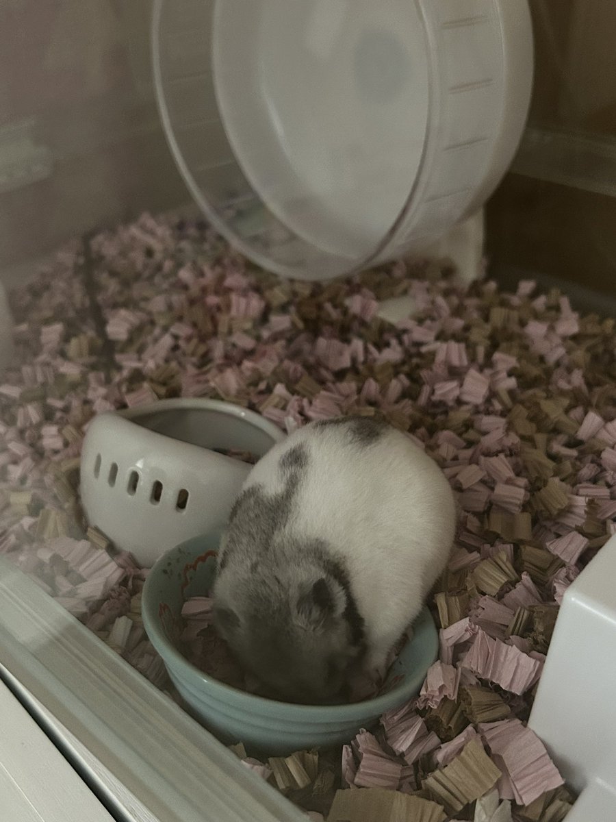 もっちゃんの秘密基地 (@momochs86) / Posts / X