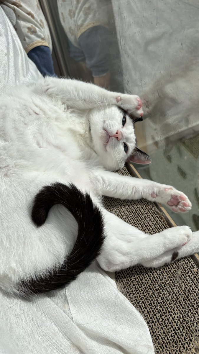 アクビ猫つくね🐾 tweet media