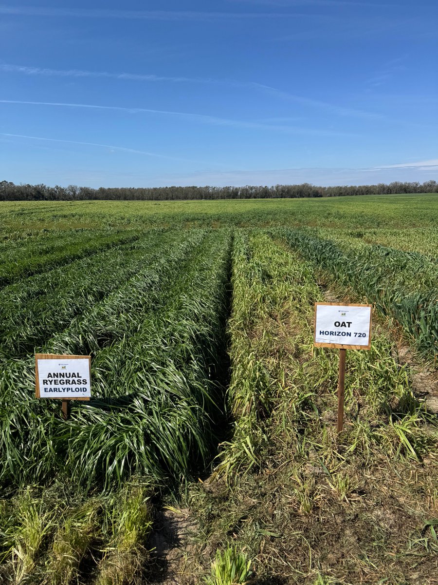 José Dubeux tweet media