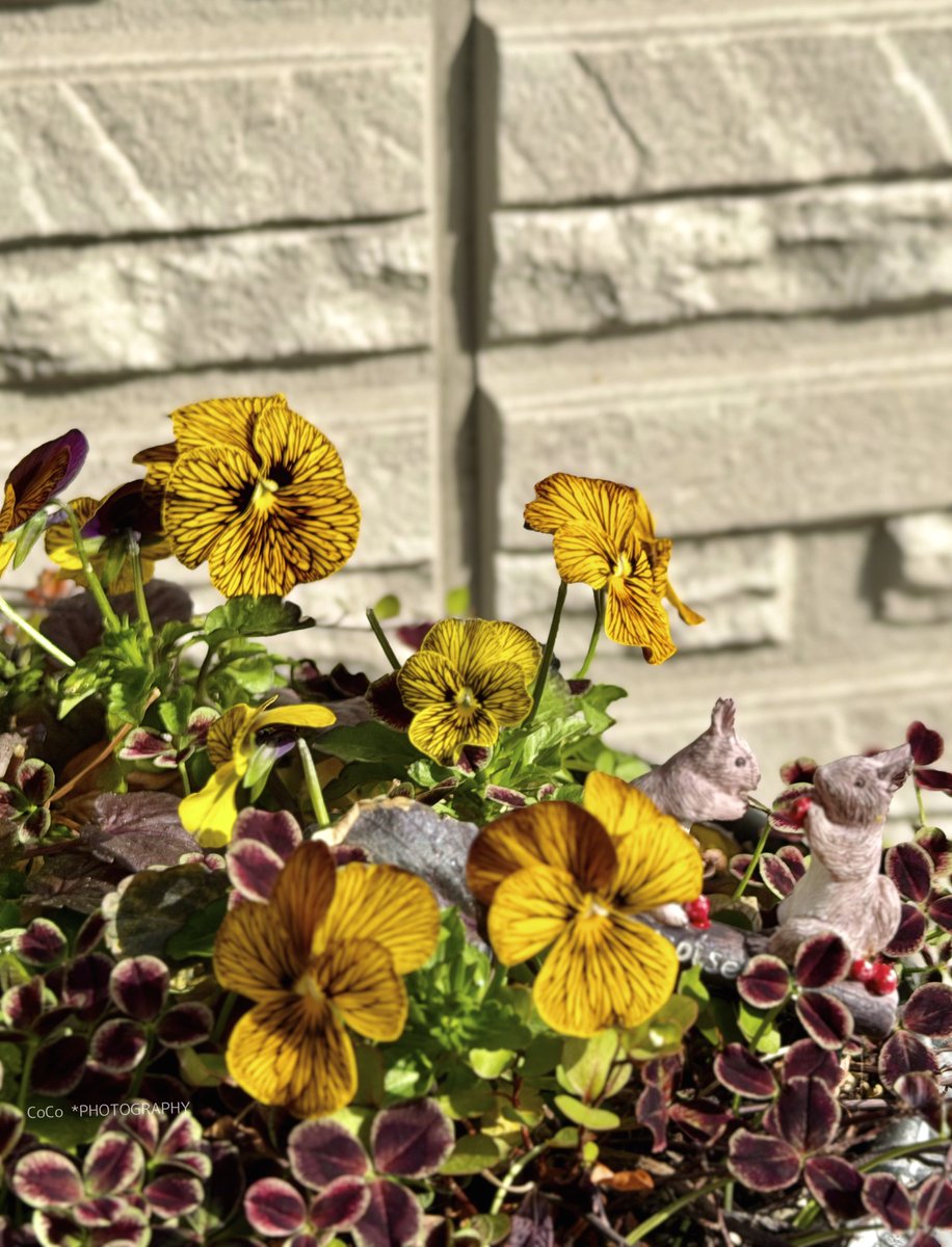 coco (@39coco39coco) / Posts / X