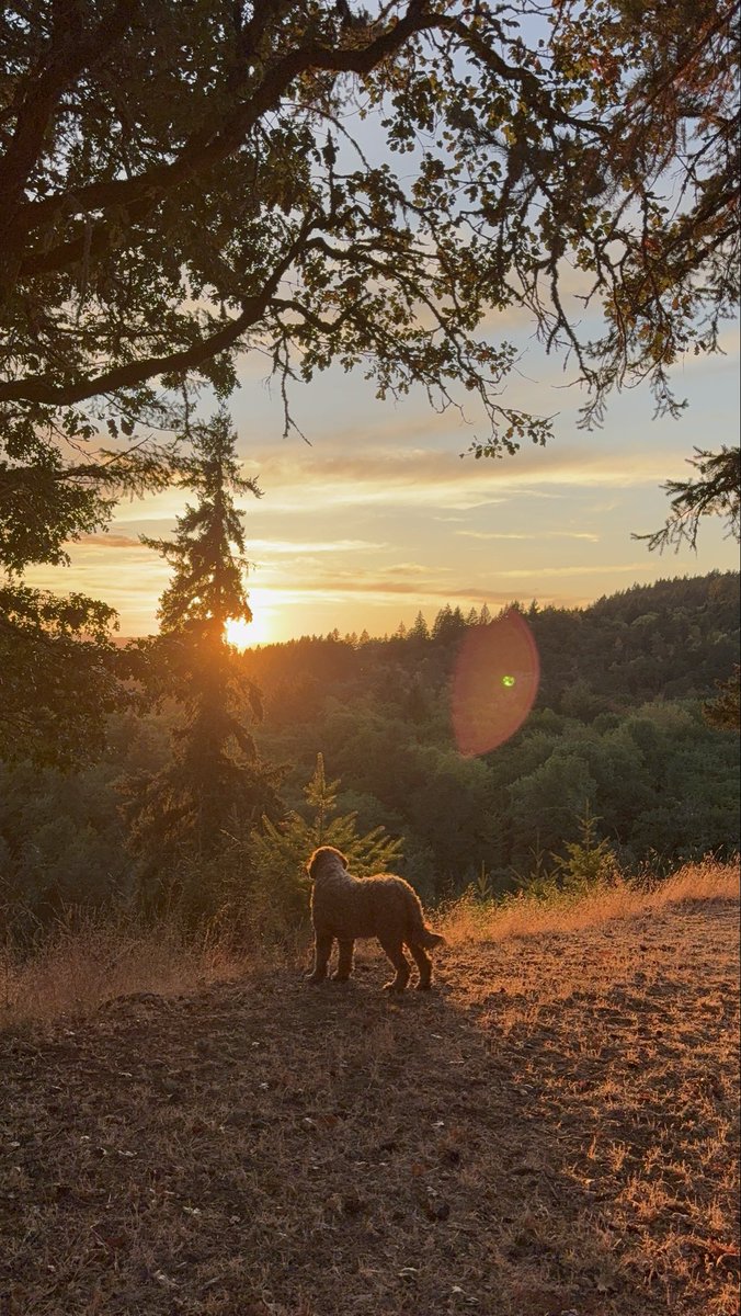 tylerdalemusic's tweet photo. Throwback to chasing that Oregon sun with Cedar 🌞 
#tbt https://t.co/7Q8uvp6OaR