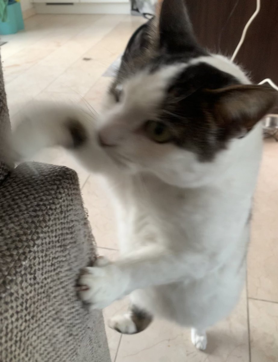 Mags got that Fall Guys type build🗣️🔥‼️