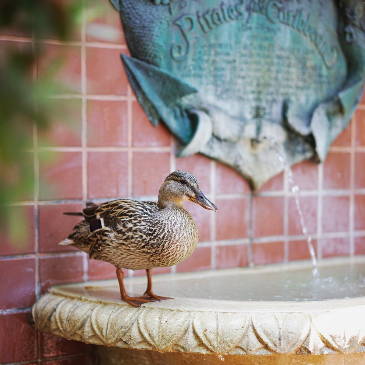 v55.71 // wesley ryan tweet media