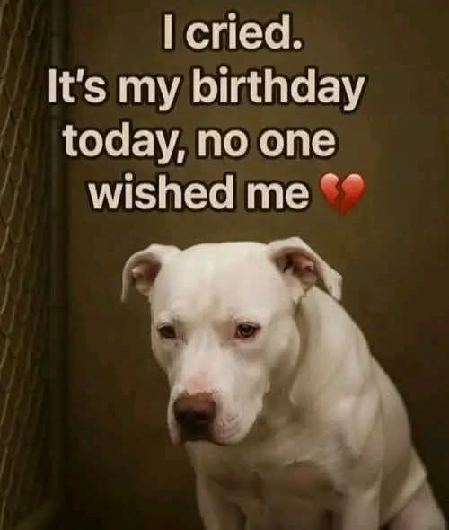 Popularpuppies © tweet media