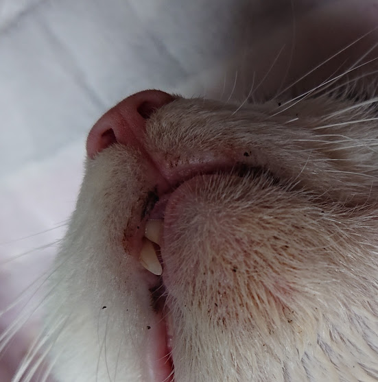 猫さんの「あごニキビ」

ウェットティッシュでゴシゴシすると、
あごの下、真っ赤になりませんか？😟

猫の顎ニキビは、
毛穴に「皮脂」が詰まることで発生します。

ウェットティッシュのような水分、洗浄液ではなく、
「ワセリン(油)」と「皮脂」を「なじませて拭き取る」と、