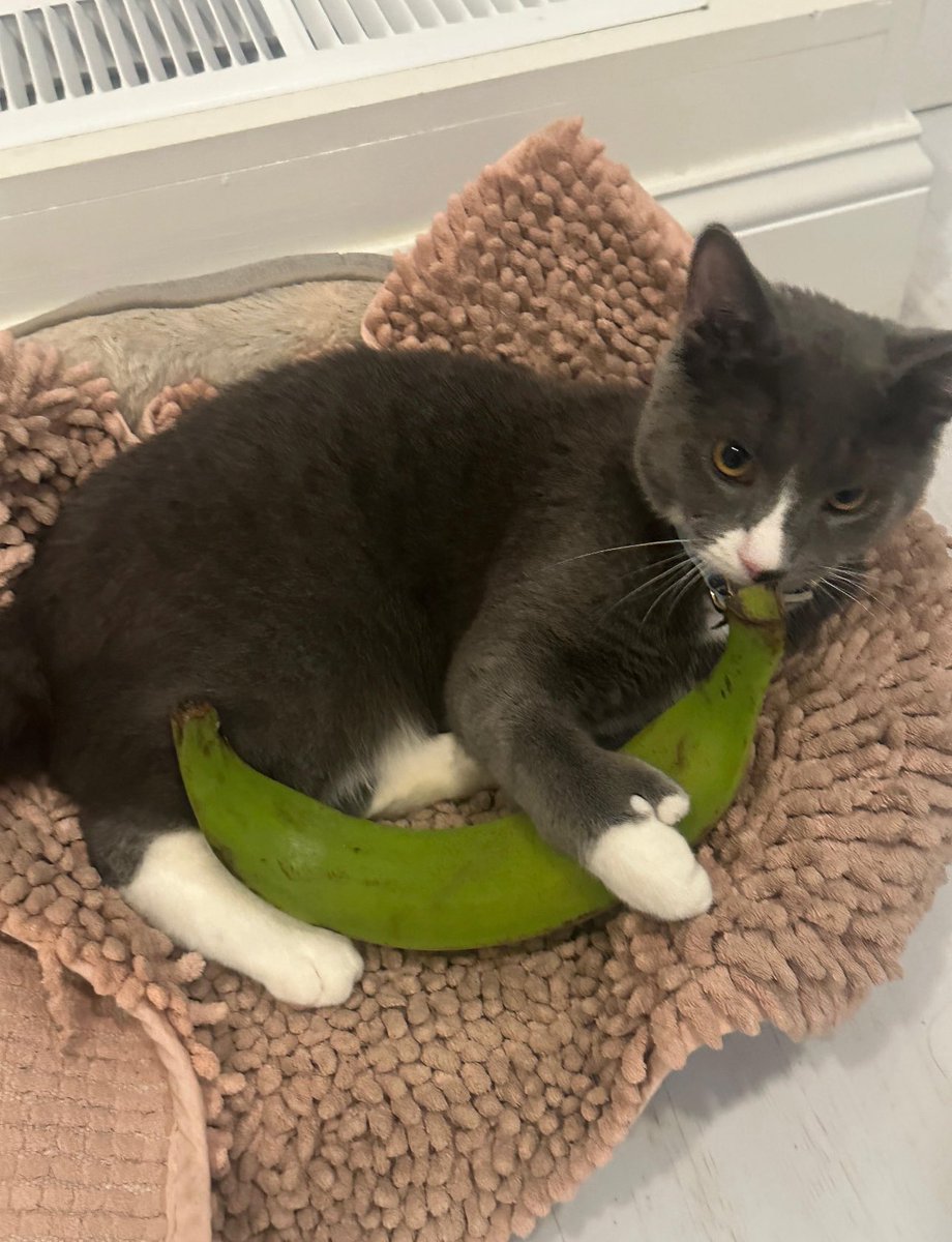 how yk im Dominican paaaapi