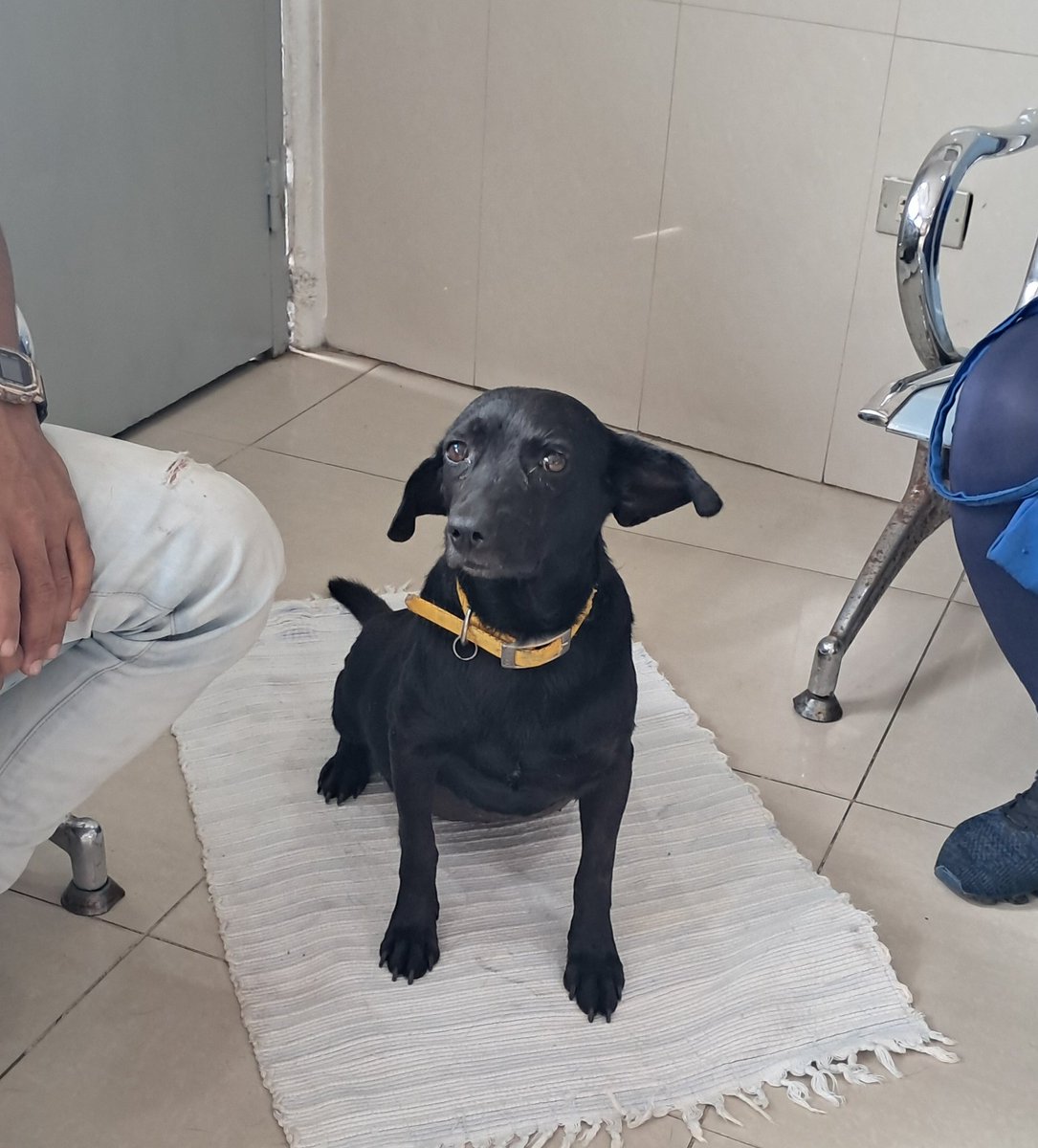 adriles81's tweet photo. Hola 🙏🏻❤️por favor ayúdenme a difundir estoy buscando este medicamento Ácido Ursodesoxicolico 300 mg para un  perrito comunitario de mi residencia que presenta un problema Hepático,  he buscado en Farmacias y nada si alguien tiene para donar o sabe donde hay se los agradezco 🙏🏻🙏🏻 https://t.co/TxnJIvJE0C