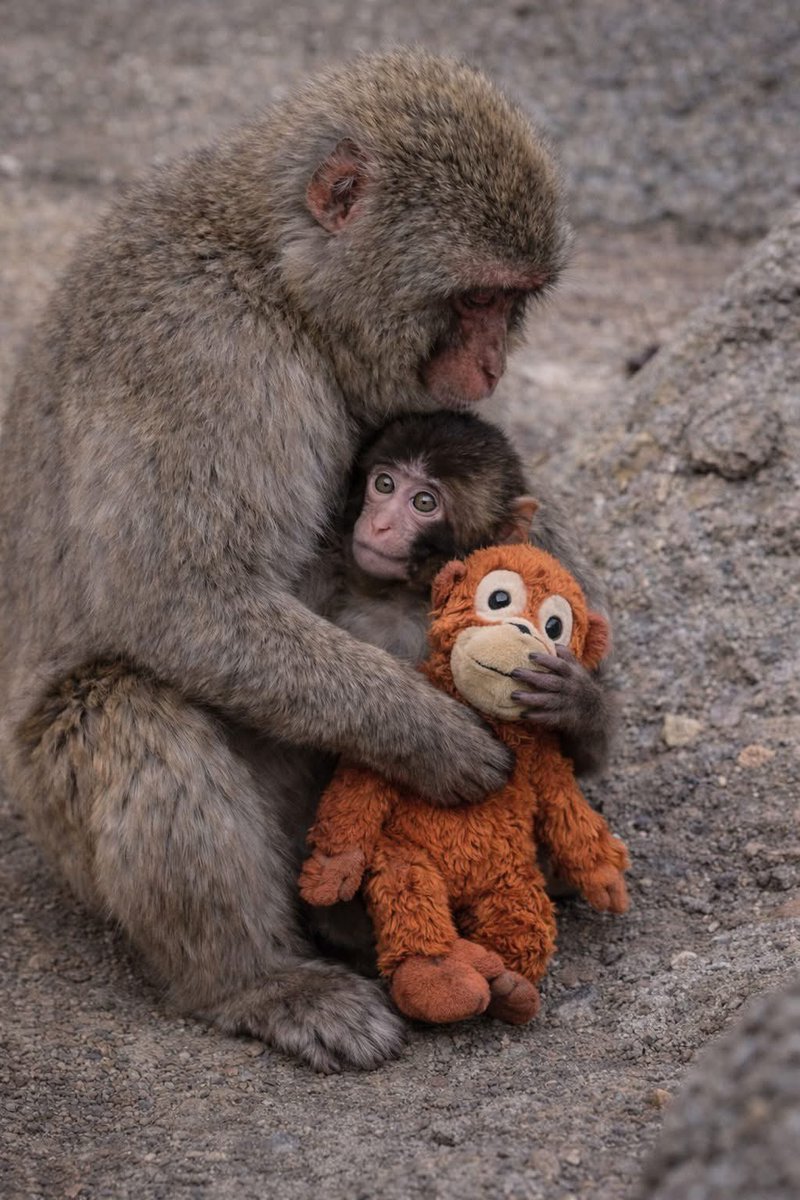 Because if you haven’t felt something in your heart for Punch the baby monkey, there is something missing inside of you.