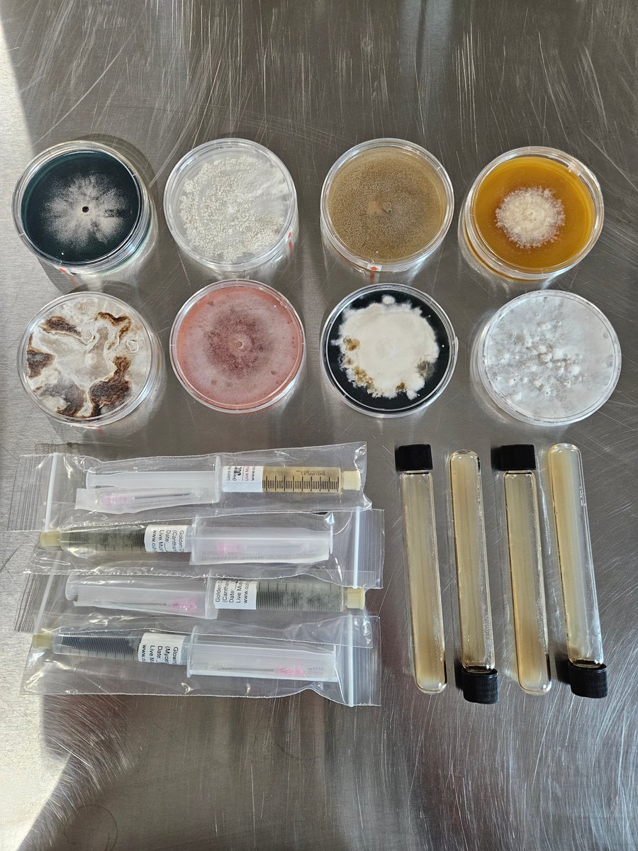 Out_Grow's tweet photo. You won't find these cultures anywhere else 

Eight plates, eight completely different species — Neurospora Intermedia, Favolus Tenuiculus, Mycena Myrifica, Heimiomyces Tenuipes and more.

Every one grows differently, looks different, behaves differently.

We've spent years building one of the most diverse culture libraries you'll find anywhere, over 200 species and strains. If you're looking for something beyond the usual Oyster and Shiitake, this is the place.

Browse our full culture collection:  https://t.co/D6ksTGrAk8