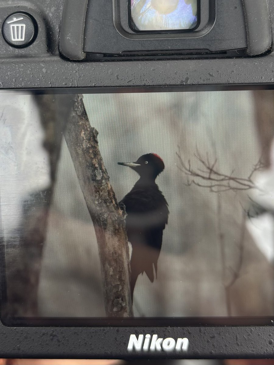 くろちっち (@EFvqGyGwrtj8GER) / Posts / X