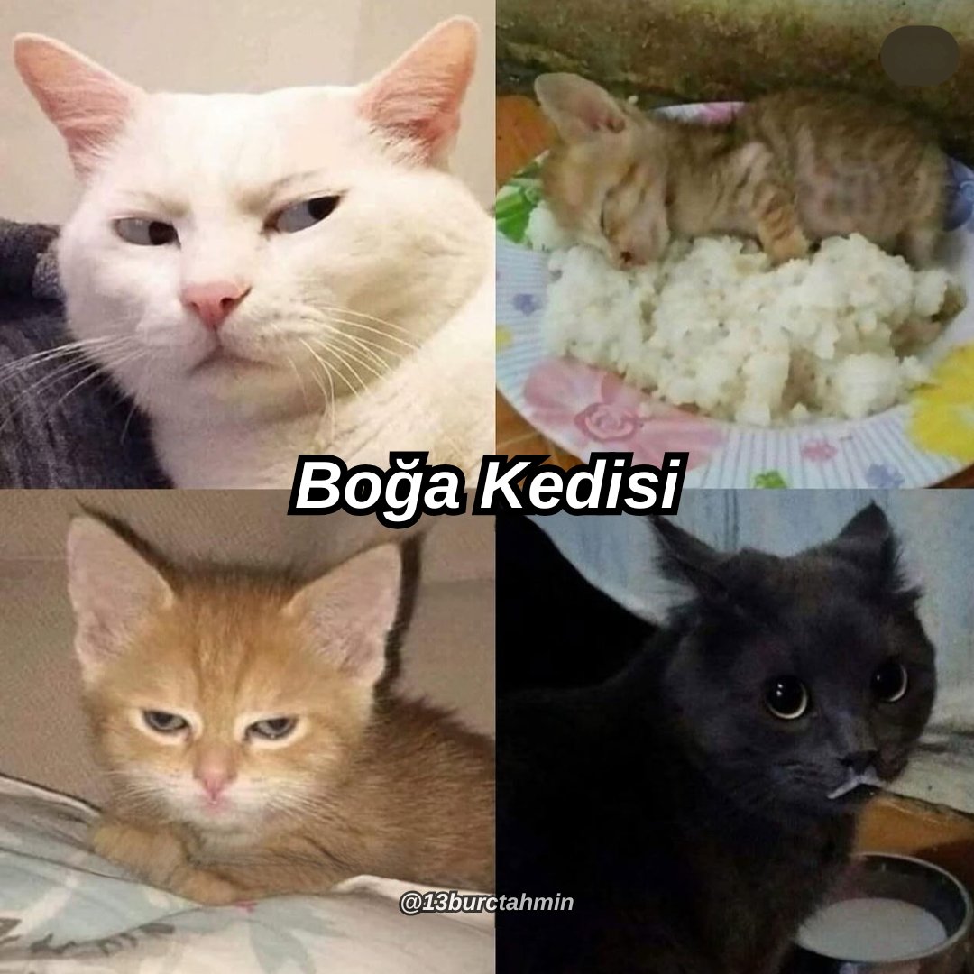 13burctahmin's tweet photo. BOĞA - KEDİSİ https://t.co/Qh1kb2RERM