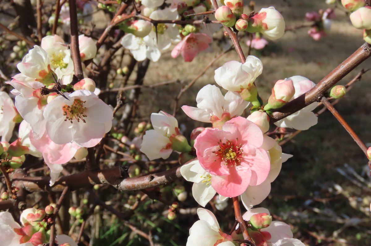 暖かな日差しが八つ橋脇のボケの花を照らして綺麗です。白とピンクの
