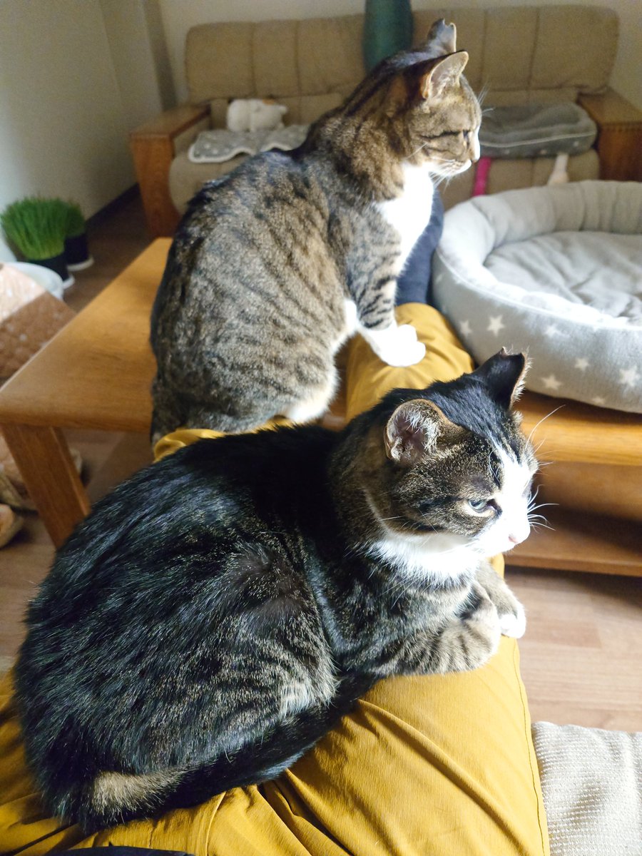 mi_mame_diary's tweet photo. いつも一緒の仲良し兄妹😺😺
飛び乗って来て
　膝の上から動かない😅
今日は仕事ですよ😓
早く帰るから
　仲良く留守番よろしくね😊
#猫 #ねこ好き #ねこかわいい #猫のいる暮らし https://t.co/8Lb5arOvDt