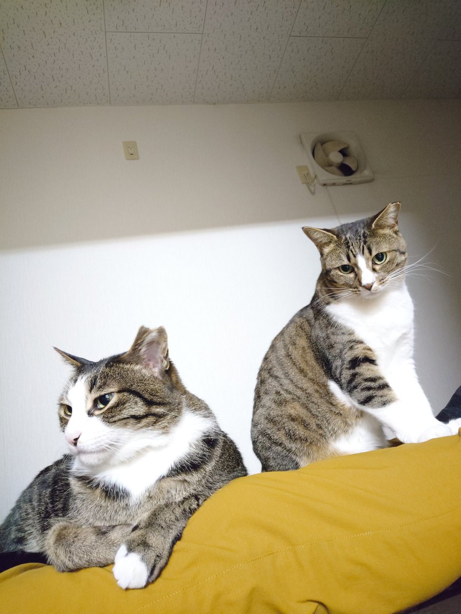mi_mame_diary's tweet photo. いつも一緒の仲良し兄妹😺😺
飛び乗って来て
　膝の上から動かない😅
今日は仕事ですよ😓
早く帰るから
　仲良く留守番よろしくね😊
#猫 #ねこ好き #ねこかわいい #猫のいる暮らし https://t.co/8Lb5arOvDt