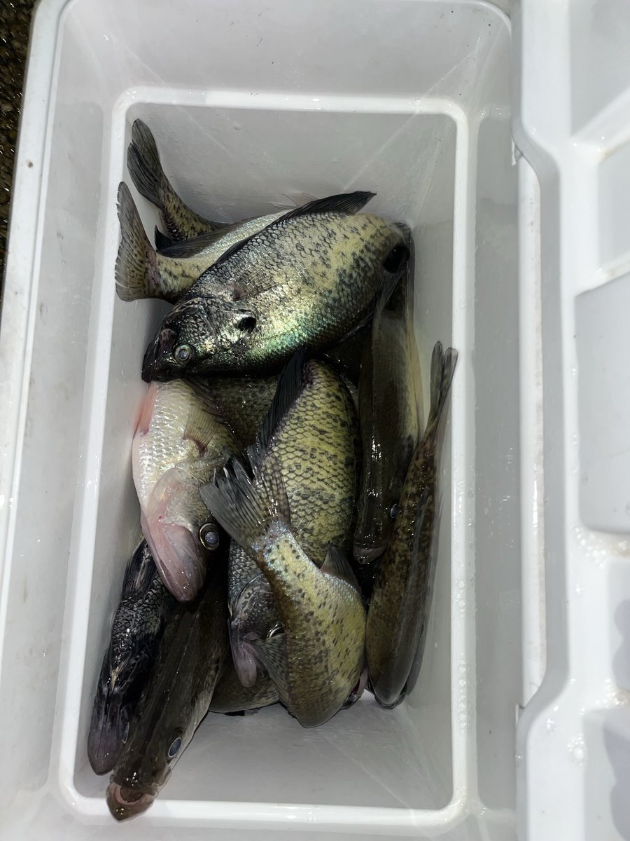 Little dog🏴☠️🏴☠️🏴☠️ tweet media