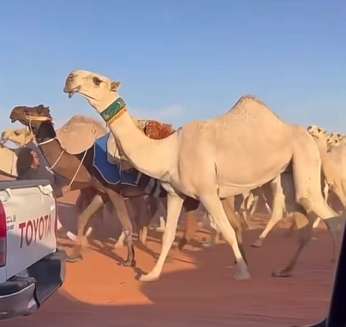 بـندر بــن مـحـمد . tweet media