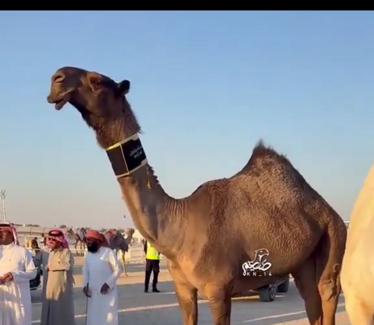 بـندر بــن مـحـمد . tweet media