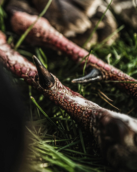 Realtree tweet media