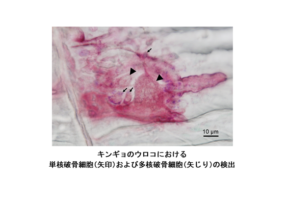 jsbss_1987's tweet photo. 要約：これまで、宇宙空間での微小重力は破骨細胞活性を亢進させ骨喪失を引き起こすことが報告されている。本研究では、キンギョのウロコモデルを用いてメラトニンとカルシトニンが破骨細胞抑制に関与することを示し、この抑制の破綻が微小重力下での破骨細胞異常活性化の一因となる可能性を提唱した。 https://t.co/xd2NNOkqD4