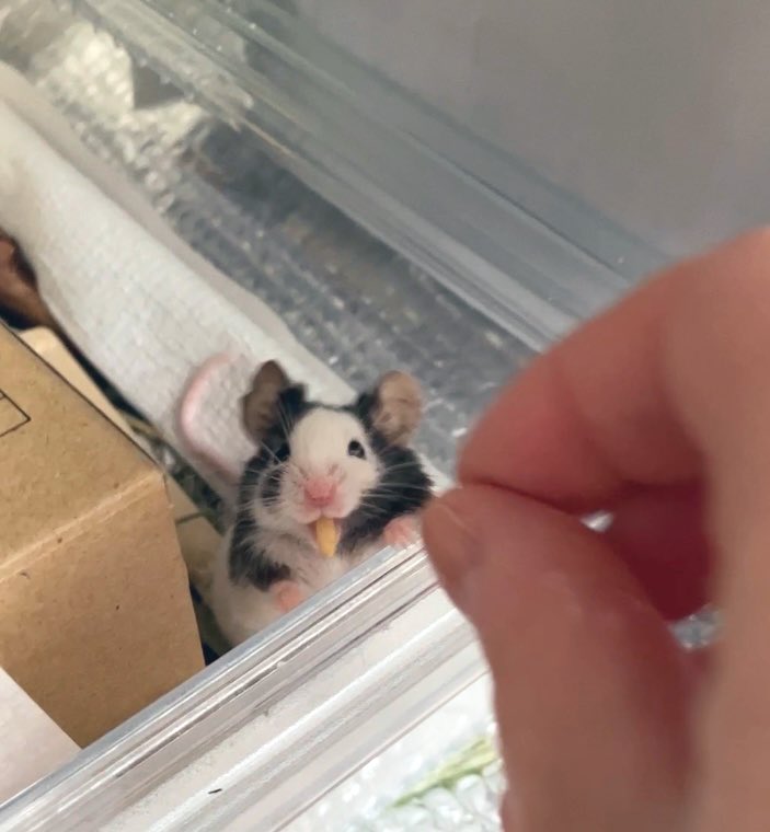 ｵｰﾂ麦貰いﾈｼﾞﾐ