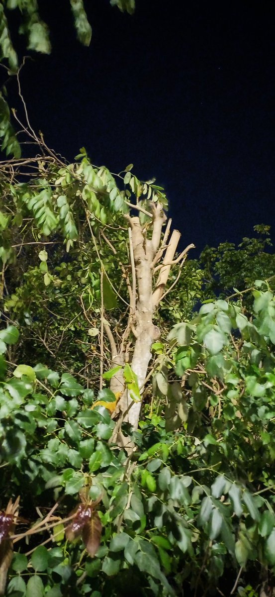 ivanbeor's tweet photo. @CFEmx @CFE_Contigo no podrían ser un poco más cuidadosos al momento de poda de vegetación para no obstrucción de cableado? 
Ésto en #Cozumel https://t.co/Jh9TanSI1P