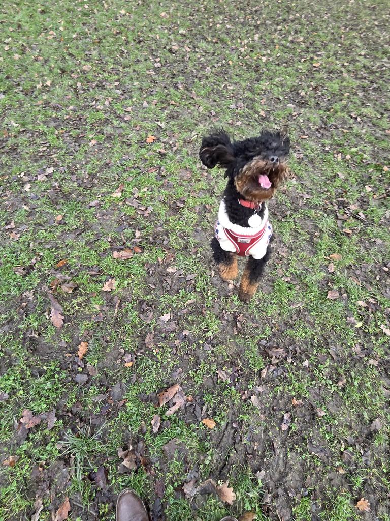 OdynFire's tweet photo. Tiny dog having a mental moment. With me as an owner it was to be expected https://t.co/wGnSO1X4UC