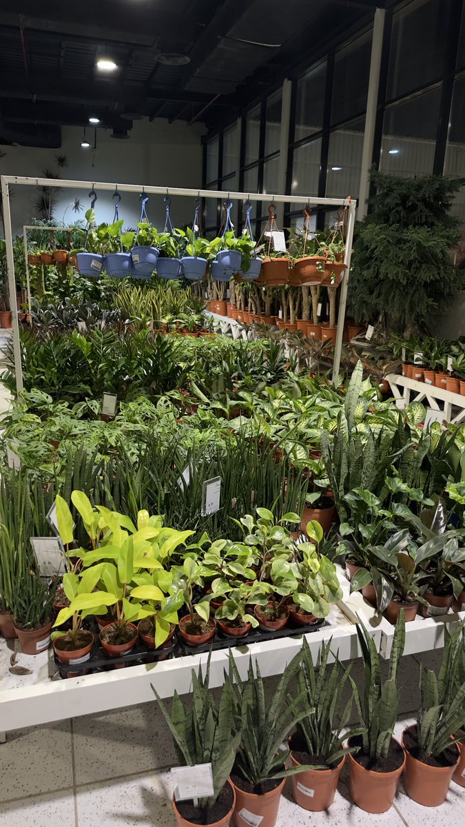 wd__1419's tweet photo. new plants🤍🌱 https://t.co/8sqqio2Z4Y
