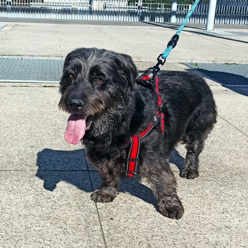 #madrid
PUCCA cruce #teckel de 7 años  HA MALVIVIDO en un patio sin cariño ni cuidados
Ya está a salvo,en casa de acogida
Sociable con niños 🐶
Se entrega chipada,vacunada,desparasitada y CON compromiso de castracion
CONTACTO 📩facenuevavida@gmail.com #adoptanocompres #adopta