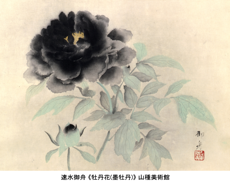 速水御舟《牡丹花(墨牡丹)》の撮影チャンス／ 開催中の #花2026展 では
