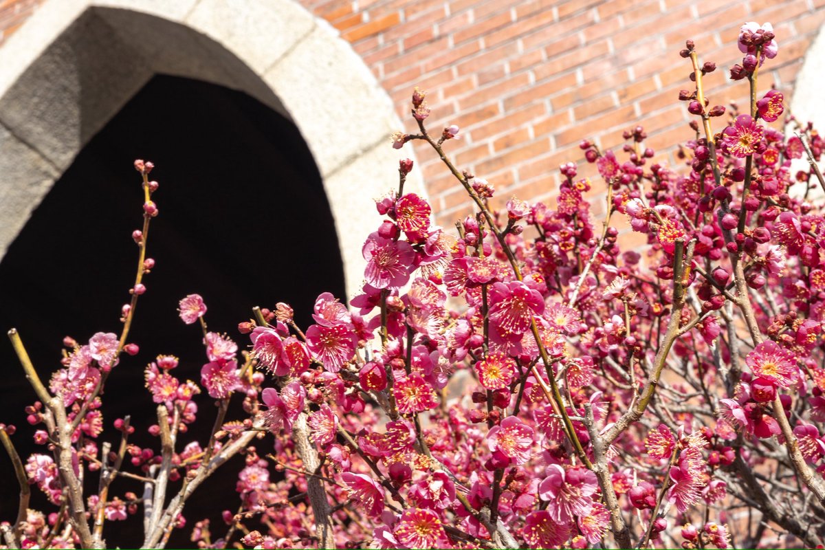 今出川キャンパスの梅の花が静かに咲きはじめ、歩くとふわりとやわらか