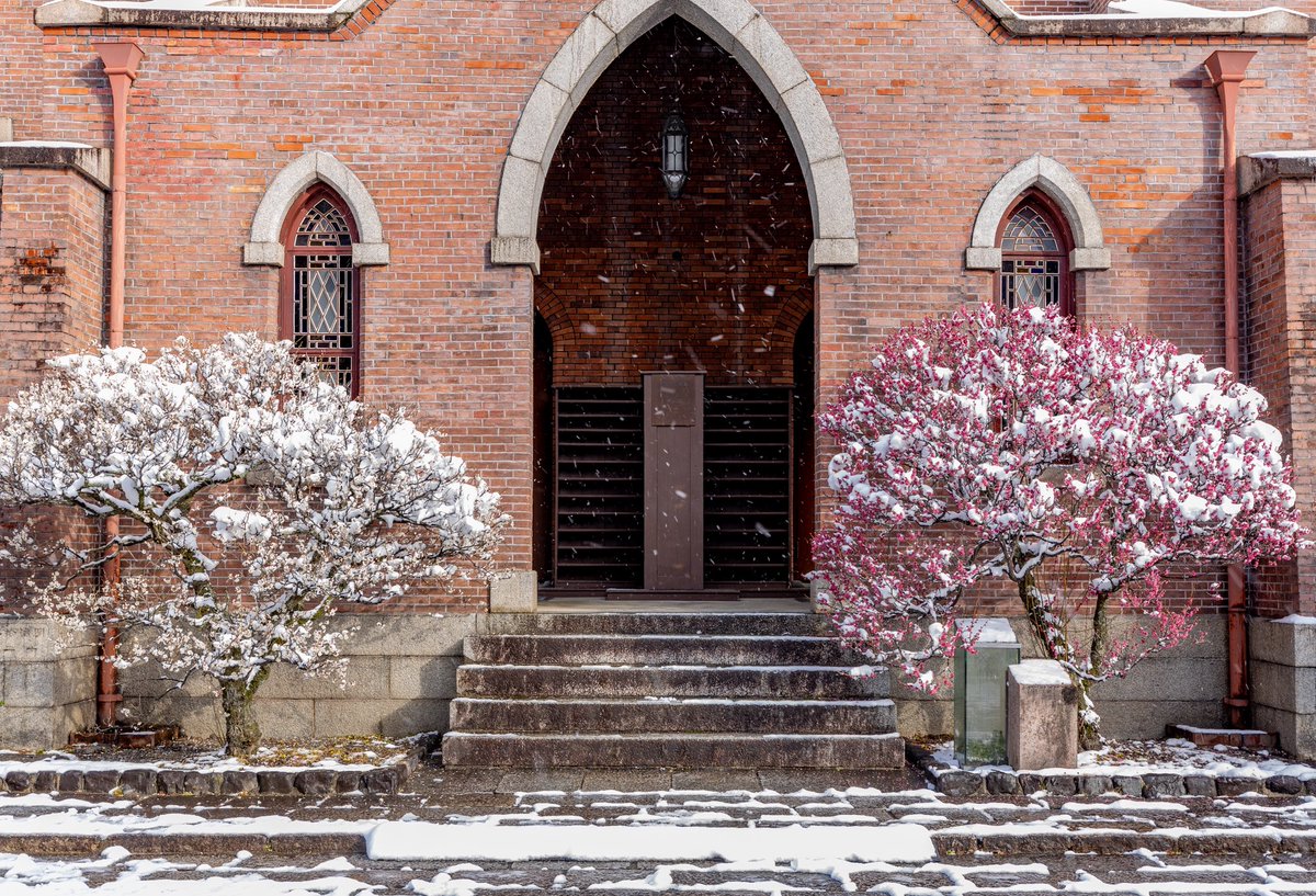 今出川キャンパスの梅の花が静かに咲きはじめ、歩くとふわりとやわらかな香りが漂ってきます。 

日に日に花の色が鮮やかになり、キャンパス全体が少しずつ春へ向かっていることを感じさせる、穏やかな時間が流れています。 
 
#DoshishaUniversity #梅 #春の訪れ #今出川キャンパス #同志社の四季