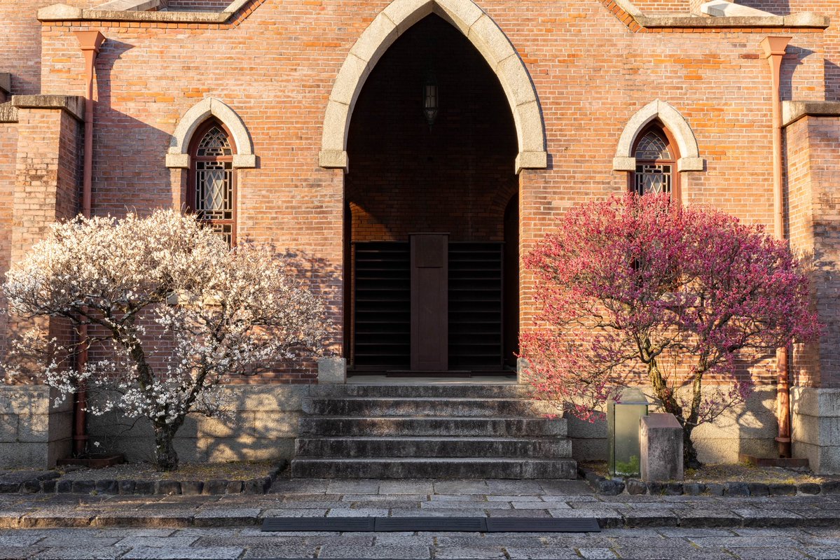 今出川キャンパスの梅の花が静かに咲きはじめ、歩くとふわりとやわらか