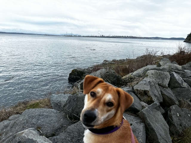 On my 4th round of edits to my next thriller coming out late April. One more after that! Phew. (Photo of sweet Abby, our rescue dog)