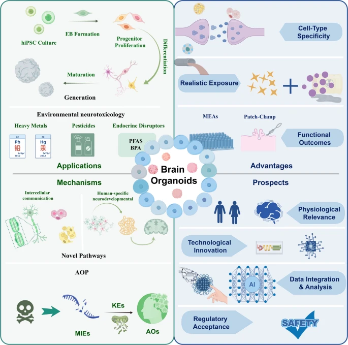 Organoid News tweet media