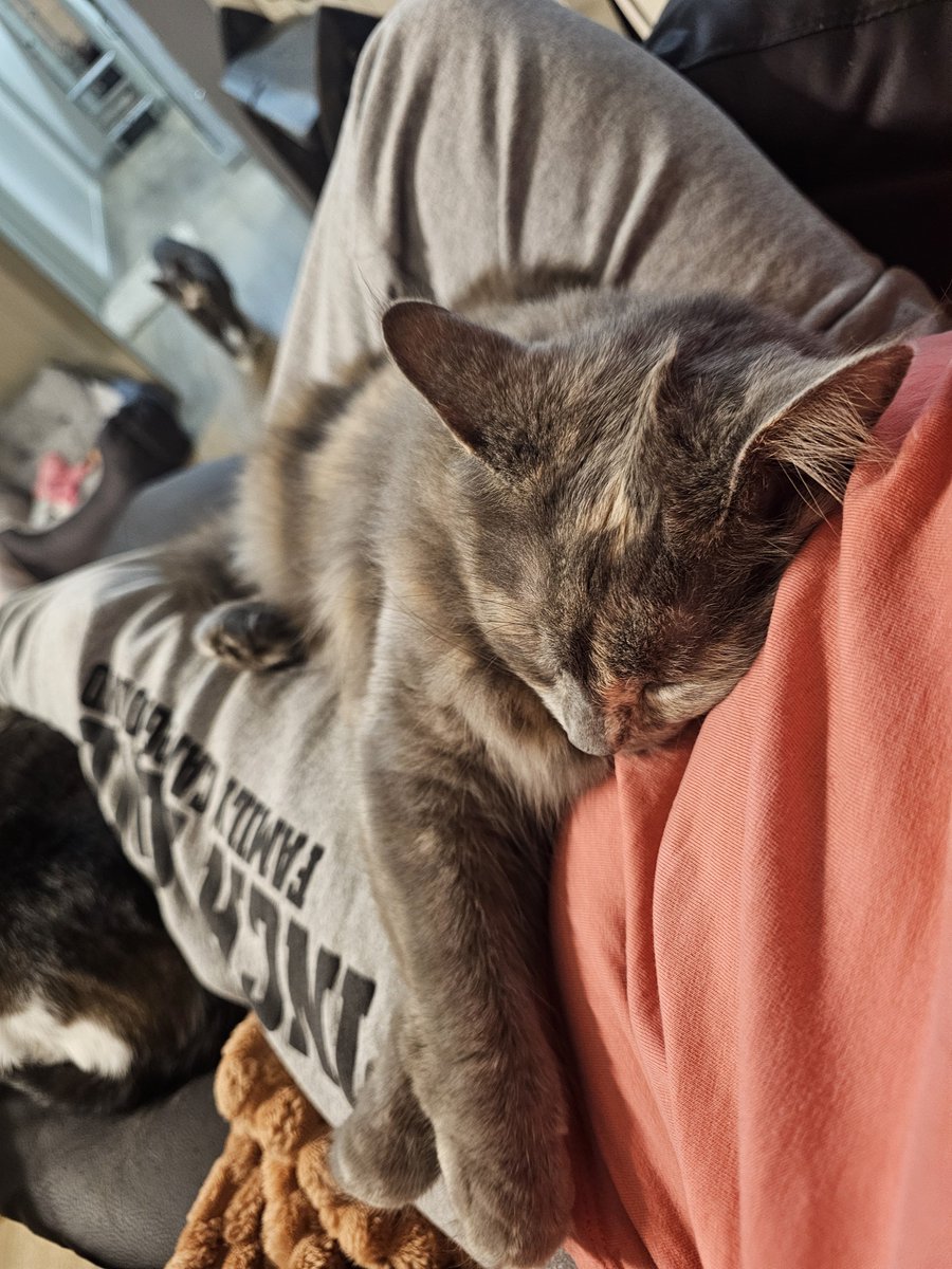 CatMaChaos's tweet photo. #SylvieKitty getting some snuggles in. Love β€οΈ her!!!
π #CatMaChaos #catsofx #catsontwitter #cats #catlife #lifewithcats #lovemycats #theyrescuedme π β€οΈ https://t.co/nS1rl83hNd