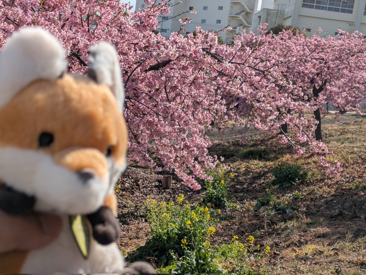 春爛漫です😆🌸