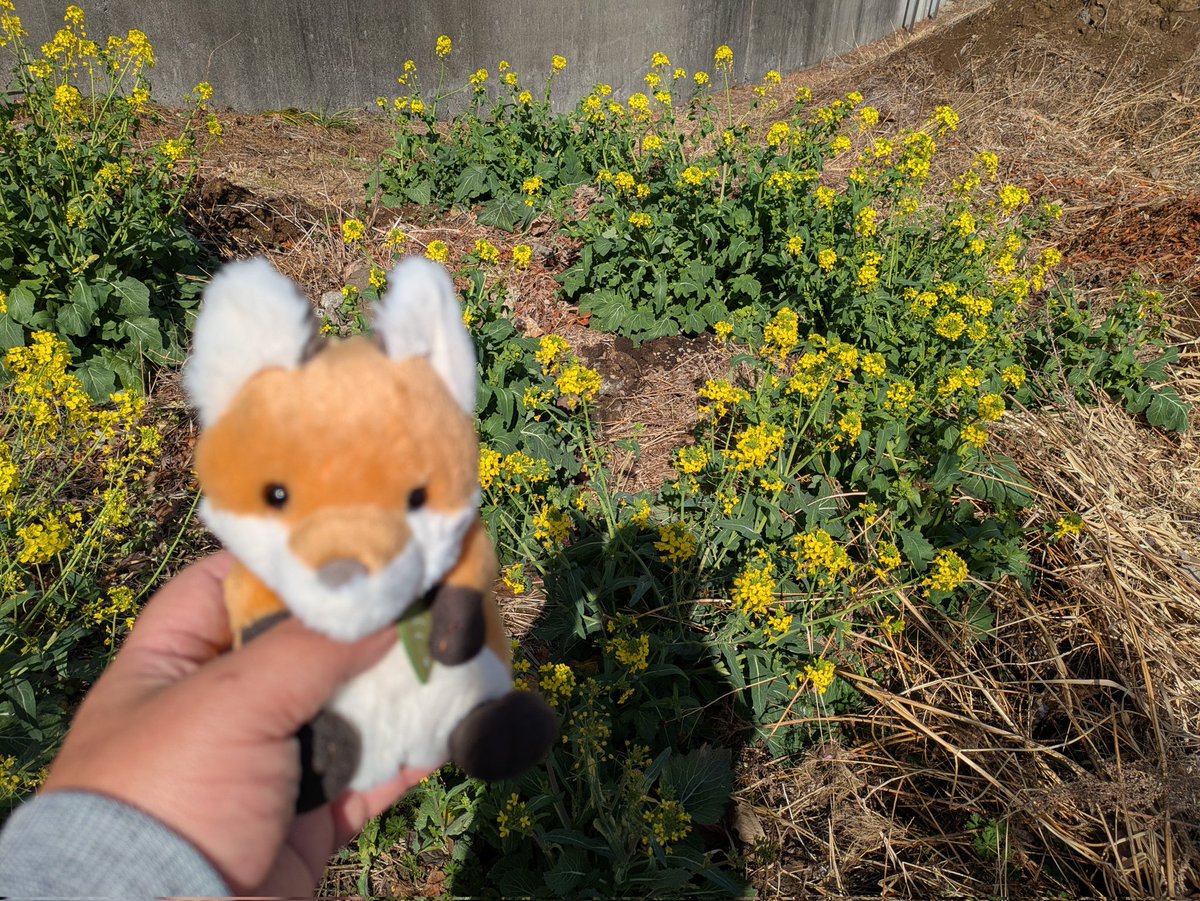 春爛漫です😆🌸