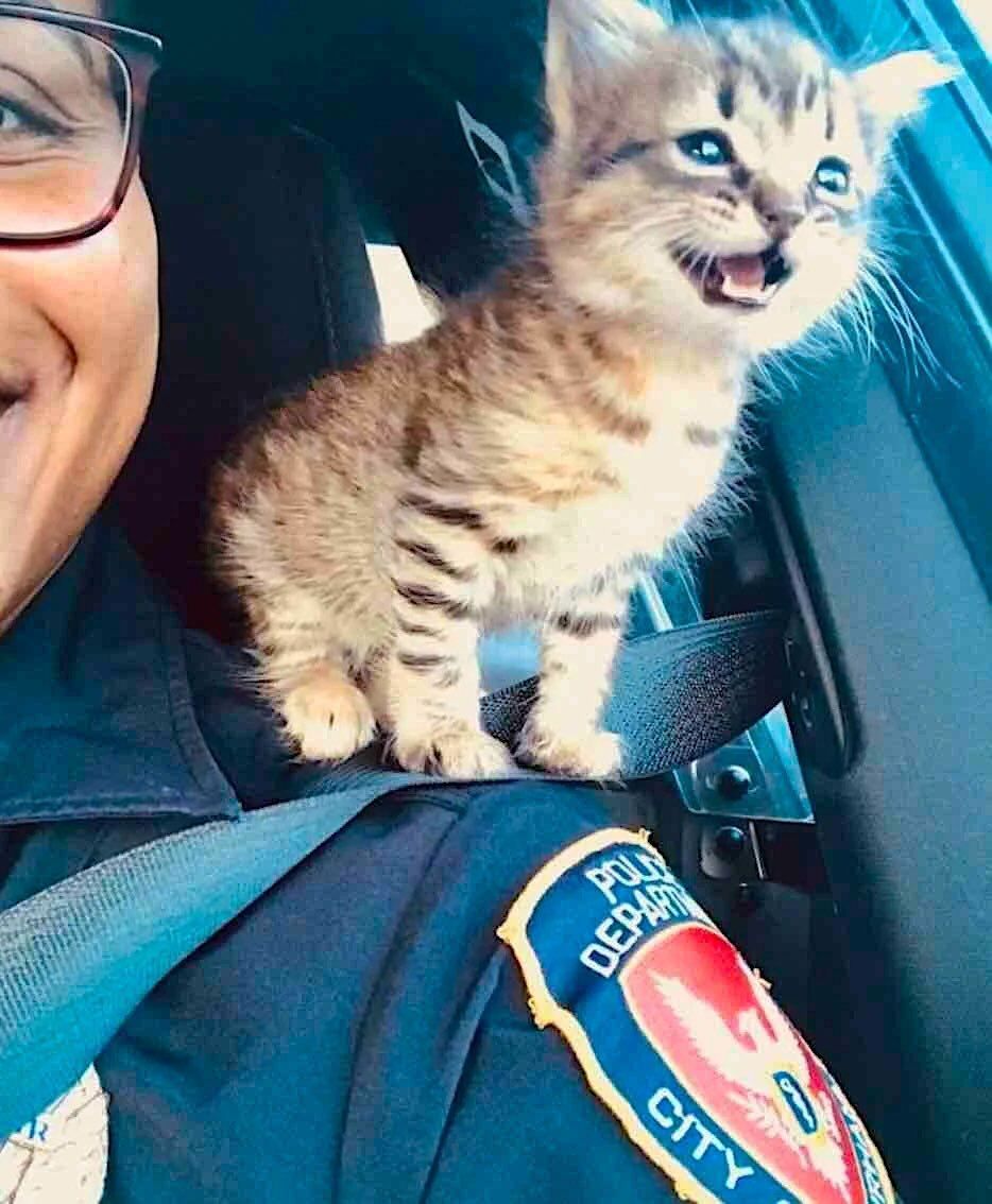 Stray Kitten Chooses Policewoman as Her New Mother 

While out on patrol, two police officers noticed a kitten all alone and in distress. They stopped to help because she must have been very frightened 👉 buff.ly/8ntq36e
