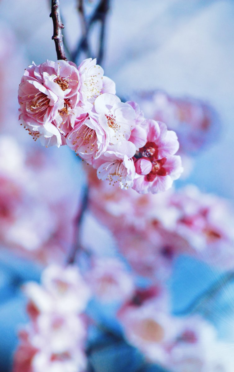 梅の花の秘密🌸

 寒い時期に咲き、マイナス10℃でも咲く品種があるのはなぜかというと…
花が咲くには冬の寒さが必須で寒さゼロだと咲かないのです🌸

寒さに耐えた時間＝美しさ
だから梅の花言葉は「忍耐」

こちら去年撮った梅の花📸
忍耐で撮りました✊🏻️‍🔥