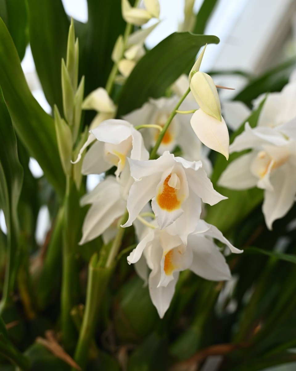 Gardens of Golden Gate Park tweet media